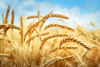 Wheat farm on a sunny day.