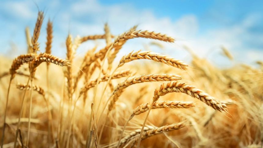 Wheat farm on a sunny day.