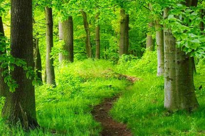 Wildfires, changing climatic patterns cause global forests to recede