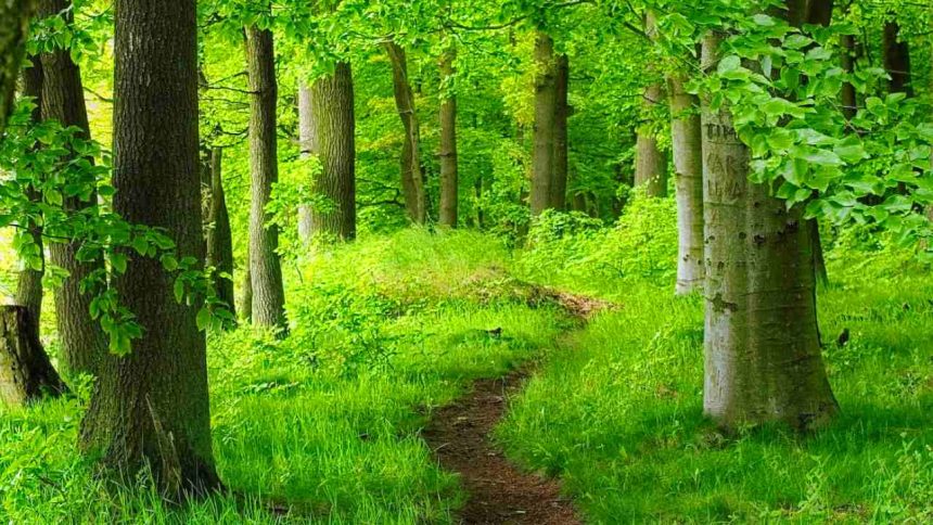 Wildfires, changing climatic patterns cause global forests to recede
