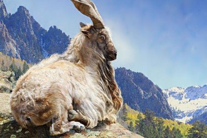 Pakistan offers support for Markhor conservation efforts