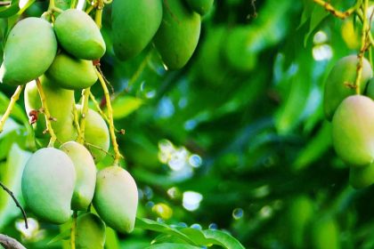Agriculture sector suffers as climate change wreaks havoc