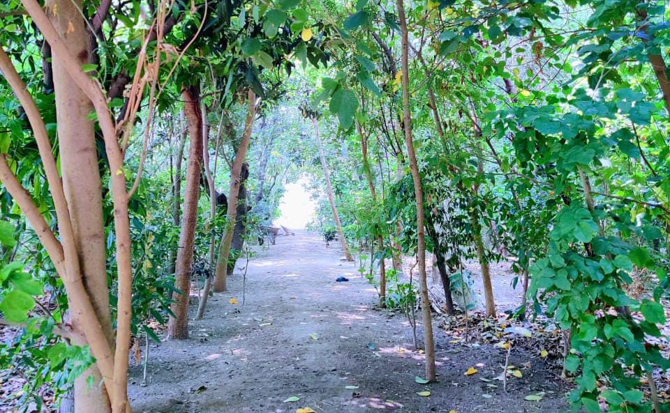 Within a span of four years, the plants have now achieved a height of 35 feet