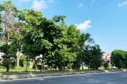 A picturesque view of lush green trees under a clear blue sky.