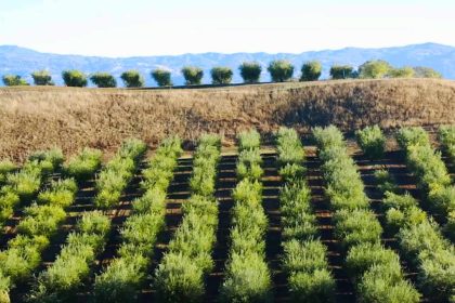 Punjab turns to Potohar for cultivating high-value crops