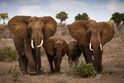 Zimbabwe is feeding crisis with elephant lives