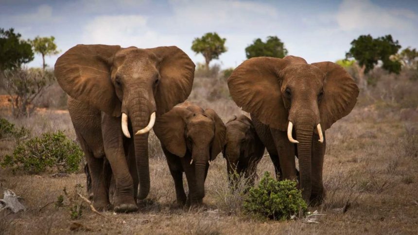 Zimbabwe is feeding crisis with elephant lives