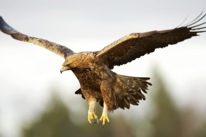 With 800+ feathered wonders, Pakistan is a birdwatcher’s paradise