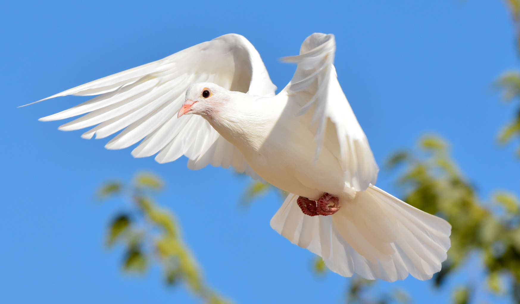 With 800+ feathered wonders, Pakistan is a birdwatcher’s paradise